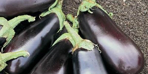 eggplant herbs vegetables