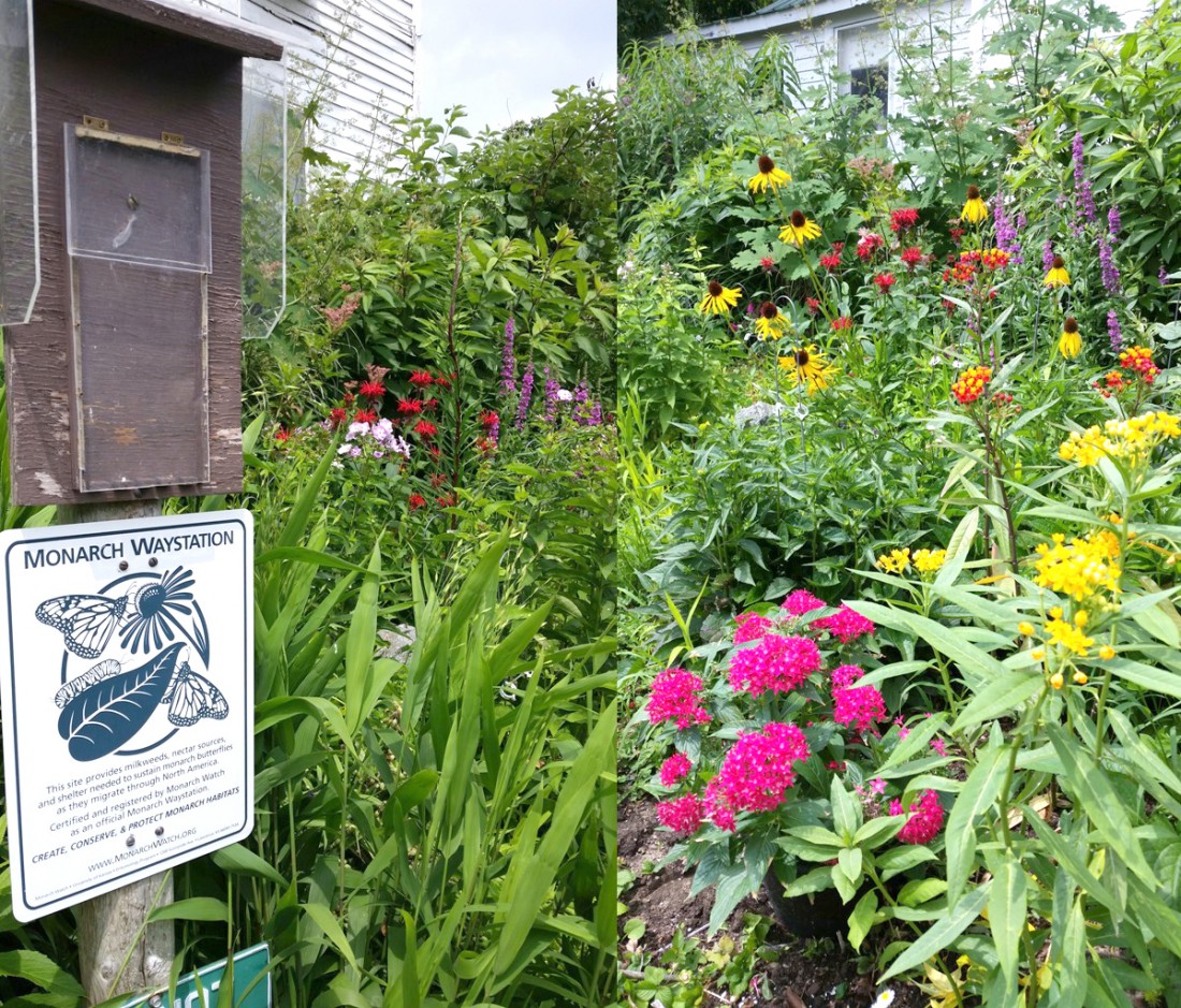 Garden Center Royal Oak MI - Flower Baskets, Garden Supply | Eckert's Greenhouse - Pollinator_Garden