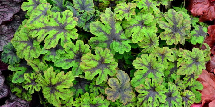 Exotic Plants Clawson MI - Eckert's Greenhouse - Tiarella_fingerpaintresized