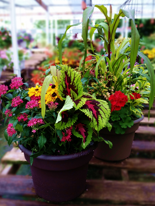 Garden Center Royal Oak MI - Flower Baskets, Garden Supply | Eckert's Greenhouse - comboplanters