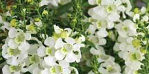 Exotic Plants Clawson MI - Eckert's Greenhouse - xAngelonia_cascadeWhite