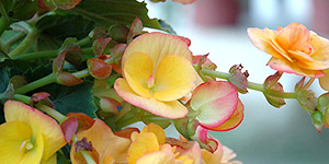 Exotic Plants Clawson MI - Eckert's Greenhouse - xBegonia_hiemalisEVA