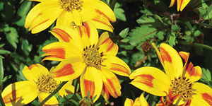 Exotic Plants Clawson MI - Eckert's Greenhouse - xBidens_Beedance_RedStripe
