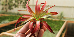 Perennial Plants Fraser MI - Eckert's Greenhouse - xBrachycaulos_medium