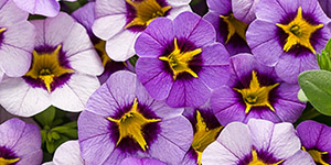 Exotic Plants Clawson MI - Eckert's Greenhouse - xCalibrachoa_Superbells_eveningstar