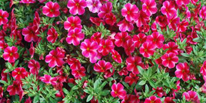 Perennial Plants Fraser MI - Eckert's Greenhouse - xCalibrachoa_VolcanoNeon16