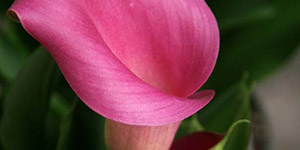 Perennial Plants Fraser MI - Eckert's Greenhouse - xCallaLily_Forever