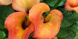 Perennial Plants Fraser MI - Eckert's Greenhouse - xCallaLily_OrangeCounty