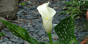 Exotic Plants Clawson MI - Eckert's Greenhouse - xCallaLily_SnowStorm