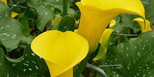 Perennial Plants Fraser MI - Eckert's Greenhouse - xCallaLily_SummerSun