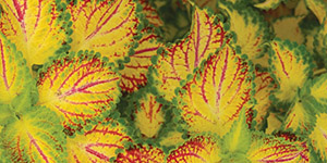 Perennial Plants Fraser MI - Eckert's Greenhouse - xColeus_ElectricSlide