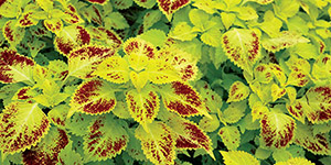 Perennial Plants Fraser MI - Eckert's Greenhouse - xColeus_Pepperpot