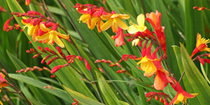 Annual Plants Birmingham MI - Eckert's Greenhouse - xCrocosmia_Harlequin