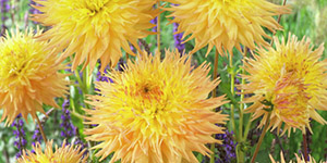 Exotic Plants Clawson MI - Eckert's Greenhouse - xDahlia_MrSandman