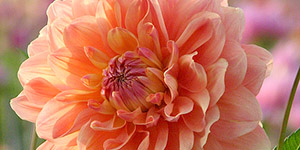 Exotic Plants Clawson MI - Eckert's Greenhouse - xDahlia_SummerSunset