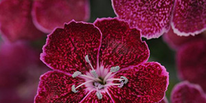 Annual Plants Birmingham MI - Eckert's Greenhouse - xDianthus_everlastlavenderlace