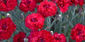 Annual Plants Birmingham MI - Eckert's Greenhouse - xDianthus_maraschino