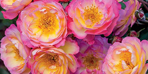 Exotic Plants Clawson MI - Eckert's Greenhouse - xGroundcoverRose_RainbowHappyTrails