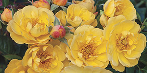 Exotic Plants Clawson MI - Eckert's Greenhouse - xGroundcoverRose_SunshineHappyTrails