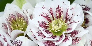 Annual Plants Birmingham MI - Eckert's Greenhouse - xHelleborus_confetticake
