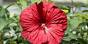 Perennial Plants Fraser MI - Eckert's Greenhouse - xHibiscusVintageWine