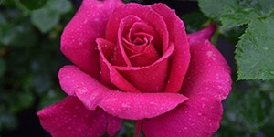 Exotic Plants Clawson MI - Eckert's Greenhouse - xHybridTea_MirandaLambert