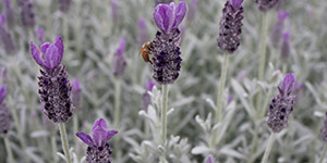 Exotic Plants Clawson MI - Eckert's Greenhouse - xLAVANDULA_stoechasANOUKsilver
