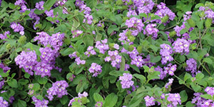 Perennial Plants Fraser MI - Eckert's Greenhouse - xLantanaTrailing_Lavender