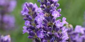 Perennial Plants Fraser MI - Eckert's Greenhouse - xLavender_superblue