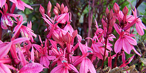 Perennial Plants Fraser MI - Eckert's Greenhouse - xLobelia_FanSalmon