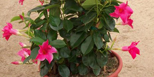 Garden Flowers Troy MI - Eckert's Greenhouse - xMANDEVILLA_sunparasolorigpink