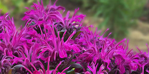 Perennial Plants Fraser MI - Eckert's Greenhouse - xMonarda_rockinraspberry