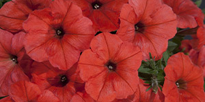 Garden Flowers Troy MI - Eckert's Greenhouse - xPETUNIA_Good&Plenty_orange