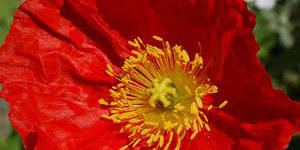 Perennial Plants Fraser MI - Eckert's Greenhouse - xPapaver_pulcinellared