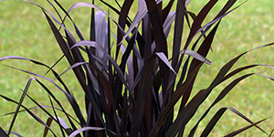 Garden Flowers Troy MI - Eckert's Greenhouse - xPennisetum_FirstKnight
