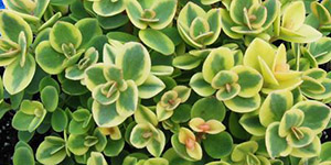 Exotic Plants Clawson MI - Eckert's Greenhouse - xSedum_sunsparkler_limetwister