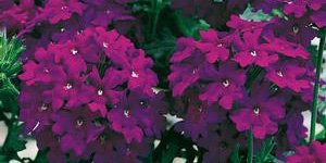 Perennial Plants Fraser MI - Eckert's Greenhouse - xVerbena_MagelanaViolet