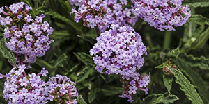 Garden Flowers Troy MI - Eckert's Greenhouse - xVerbena_Meteor_shower