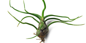 Perennial Plants Fraser MI - Eckert's Greenhouse - xbulbosa_guatemala