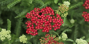 Achillea
<br />'New Vintage Red'