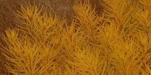 Amsonia
<br />'Butterscotch'