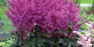 Astilbe
<br />'Nemo'