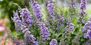 Buddleia
<br />'High Five Purple'