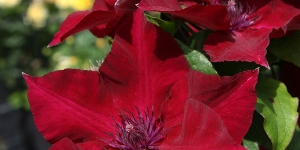 Clematis
<br />'Nubia'