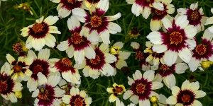 Coreopsis
<br />'Sizzle and Spice Red Hot Vanilla'