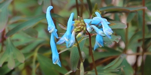 Corydalis
<br />'Porcelain Blue'
