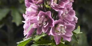Delphinium
<br />'Delphina Rose White Bee'