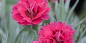 Dianthus
<br />'Party Poppers Razzle Pop'