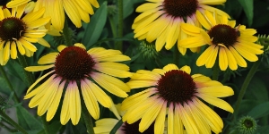 Echinacea
<br />'Rainbow Marcella Yellow'