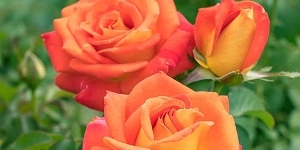 Floribunda
<br />'Burst of Joy'